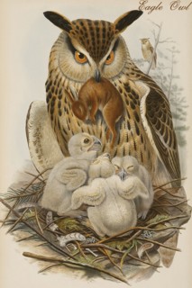 Eagle Owl