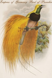 Empress of Germany Bird of Paradise.