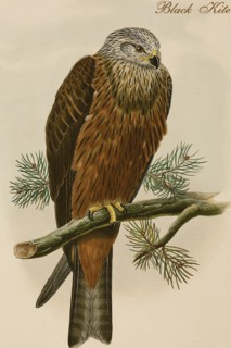 Black Kite