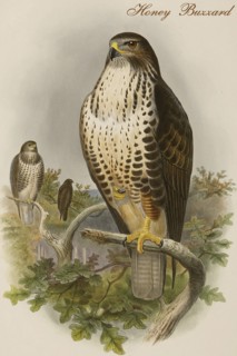 Honey Buzzard