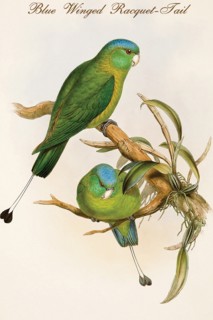 Blue Winged Racquet-Tail