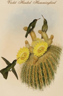 Violet Headed Hummingbird