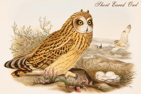 Short Eared Owl