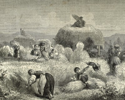 Agriculture. Mowing. Engraving, 19th century.