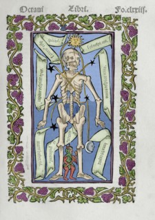 Description of the human skeleton.