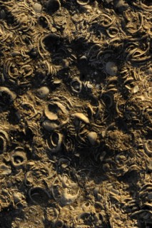 Sediment rock with seashells.