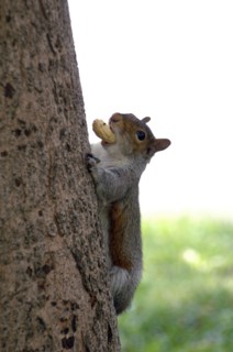Squirrel.