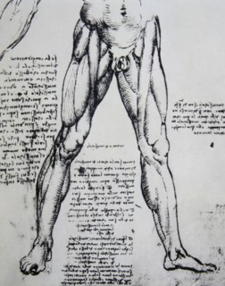 Drawing on anatomy by Leonardo da Vinci (1452-1519) The Muscles of the legs.