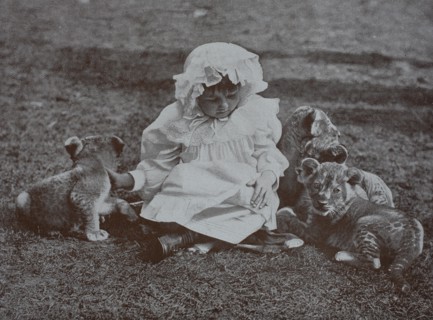 Little girl plays with three lion cubs