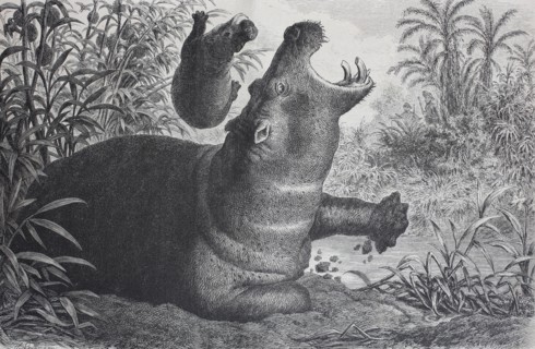 common hippopotamus