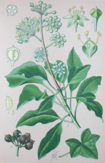Digital improved high quality reproduction: Hedera helix