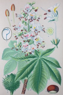 Digital improved high quality reproduction: Aesculus hippocastanum is a species of flowering plant in the soapberry and lychee family Sapindaceae