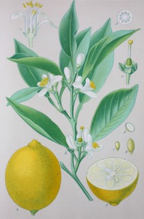 Digital improved high quality reproduction: The citron