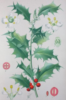 Digital improved high quality reproduction: Ilex aquifolium