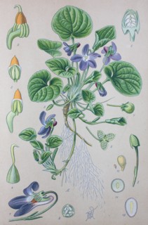 Digital improved high quality reproduction: Viola odorata is commonly known as wood violet