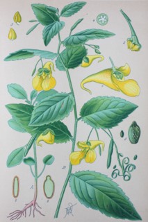 Digital improved high quality reproduction: Impatiens noli-tangere