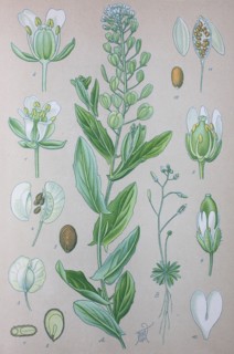 Digital improved high quality reproduction: Thlaspi arvense