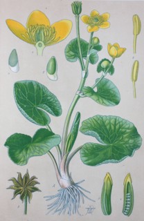 Digital improved high quality reproduction: Caltha palustris