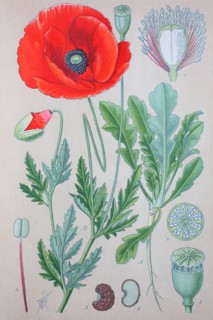 Digital improved high quality reproduction: Papaver rhoeas