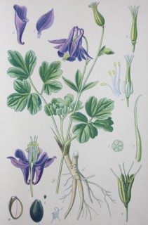 Digital improved high quality reproduction: Aquilegia vulgaris