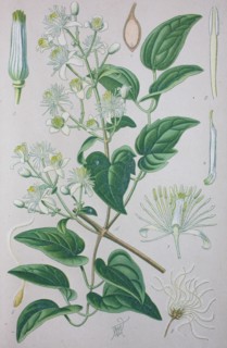Digital improved high quality reproduction: Clematis vitalba