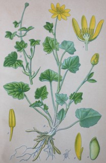 Digital improved high quality reproduction: Ficaria verna