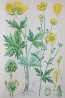 Digital improved high quality reproduction: Ranunculus acris is a species of flowering plant in the family Ranunculaceae