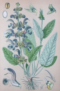 Digital improved high quality reproduction: Salvia pratensis