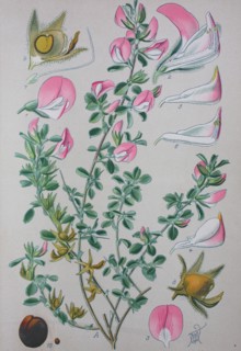 Digital improved high quality reproduction: Ononis repens or common restharrow is a plant species of the genus Ononis  /  Kriechende Hauhechel