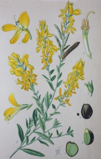 Digital improved high quality reproduction: Genista tinctoria