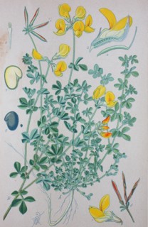 Digital improved high quality reproduction: Lotus corniculatus
