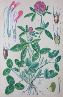 Digital improved high quality reproduction: Trifolium pratense