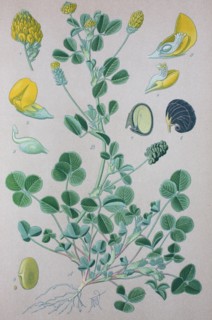 Digital improved high quality reproduction: Medicago lupulina