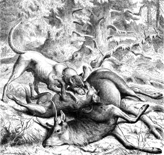 Hunting dogs are fighting for the prey