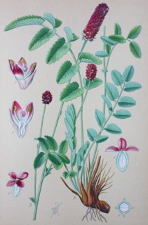 Digital improved high quality reproduction: Sanguisorba officinalis