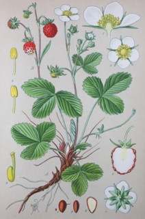 Digital improved high quality reproduction: Fragaria vesca
