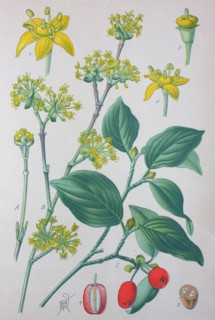 Digital improved high quality reproduction: Cornus mas