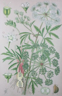 Digital improved high quality reproduction: Cicuta virosa