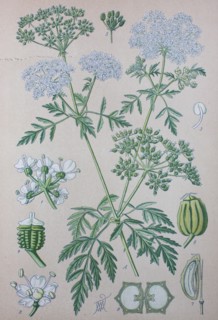 Digital improved high quality reproduction: Conium maculatum