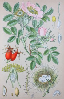 Digital improved high quality reproduction: Rosa canina