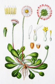 Digital improved reproduction of an illustration of