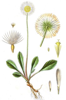Digital improved reproduction of an illustration of
