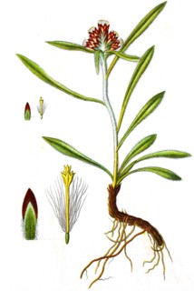 Digital improved reproduction of an illustration of