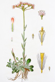 Digital improved reproduction of an illustration of