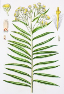 Digital improved reproduction of an illustration of