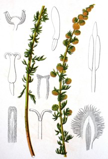 Digital improved reproduction of an illustration of