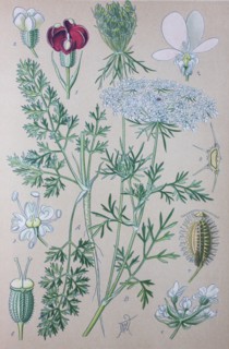 Digital improved high quality reproduction: Daucus carota