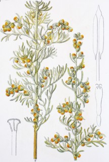 Digital improved reproduction of an illustration of