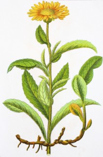 Digital improved reproduction of an illustration of
