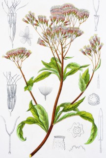 Digital improved reproduction of an illustration of